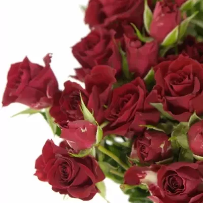 Červená růže trsová YVETTE 40cm/5+