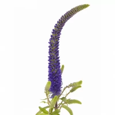 Rozrazil LONGIFOLIA MELANIE 50cm