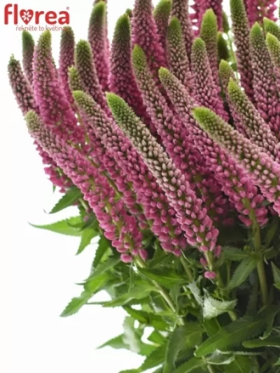 Rozrazil LONGIFOLIA SKYLER PINK 55cm