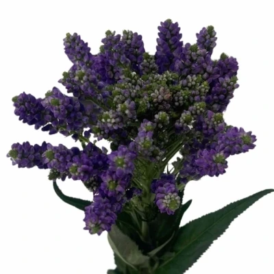 Rozrazil x MEDIA SMART FOUNTAIN 40cm 