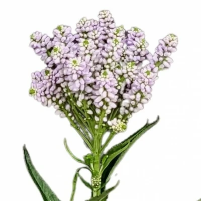 Rozrazil x MEDIA SMART SPLASH 40cm