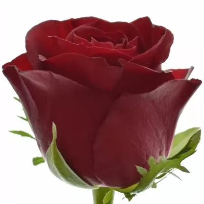 Rudá růže BURGUNDY 60cm (L)