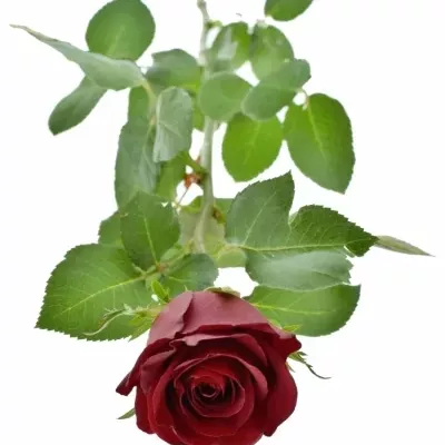 Rudá růže BURGUNDY 60cm
