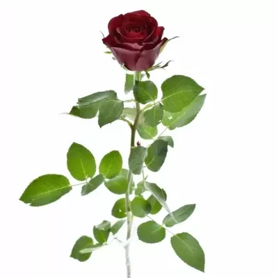 Rudá růže BURGUNDY 60cm