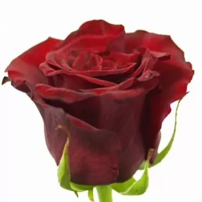 Rudá růže GRAND PRIX 80cm