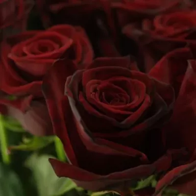 Rudá růže GRAND PRIX