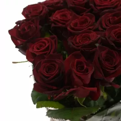 Rudá růže GRAND PRIX