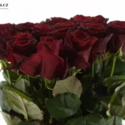 Rudá růže GRAND PRIX