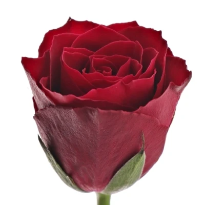 Rudá růže MADAM RED 70cm (M)