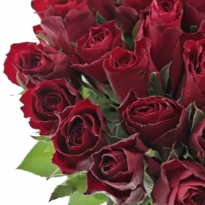 Rudá růže MADAM RED 60cm (XL)