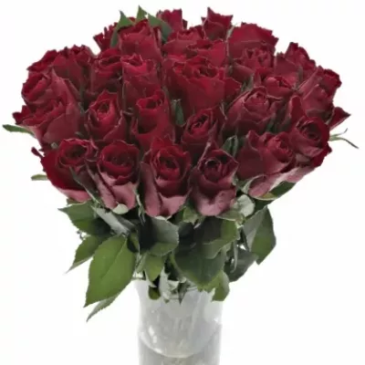 Červená ruža MADAM RED 60cm (XL)