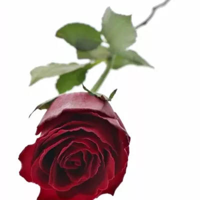 Rudá růže MADAM RED 60cm (XL)