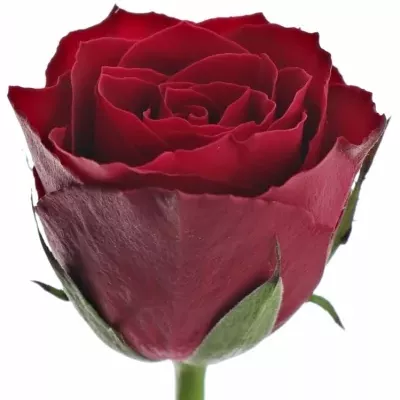 Rudá růže MADAM RED 50cm (L)