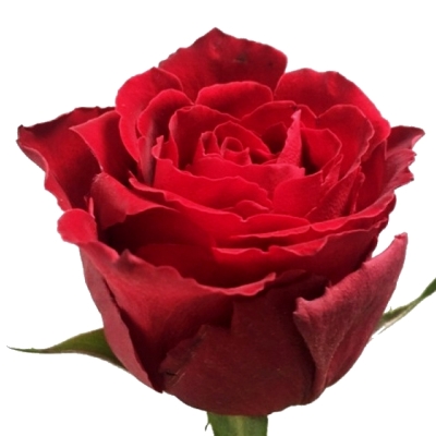 Rudá růže MADAM RED 60cm (M)
