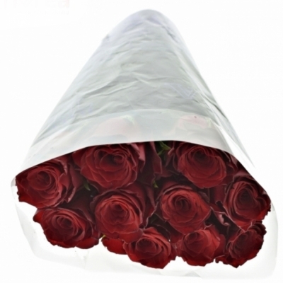 Červená ruža MONTE CARLO 70cm (XL)