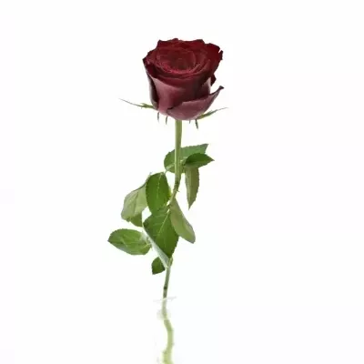 Rudá růže MONTE CARLO 50cm (XL)