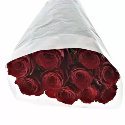 Rudá růže MONTE CARLO 50cm (XL)