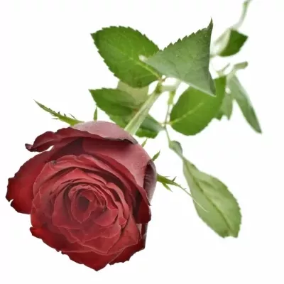 Rudá růže MONTE CARLO 50cm (XL)