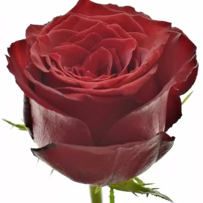 Rudá růže MONTE CARLO 60cm (M)