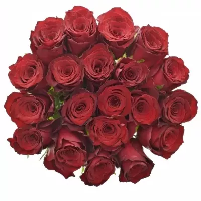 Rudá růže MONTE CARLO 50cm (XL)