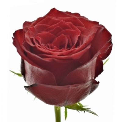 Rudá růže MONTE CARLO 70cm (XL)