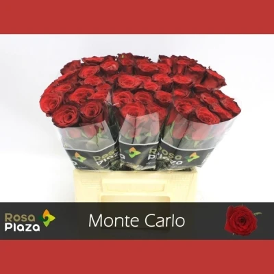 Rudá růže MONTE CARLO