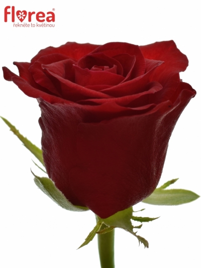 Rudá růže MYRNA+ 60cm (M)
