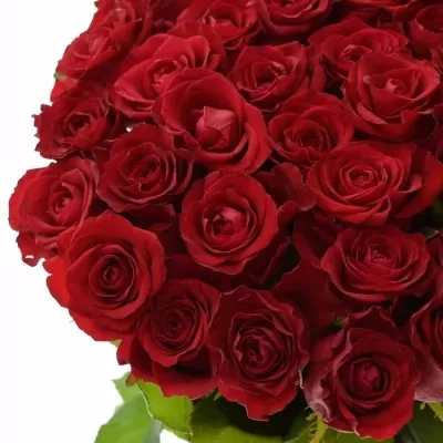 Rudá růže MYRNA+ 70cm