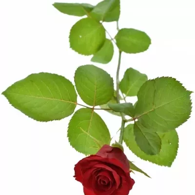 Rudá růže MYRNA+ 70cm