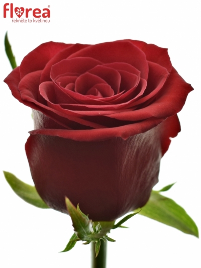 Rudá růže PRESTIGE 60cm (M)