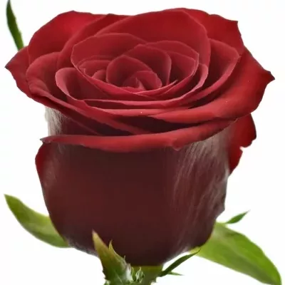 Rudá růže PRESTIGE 55cm (M)
