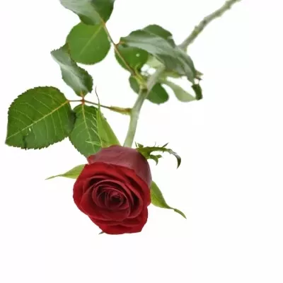 Červená ruža PRESTIGE