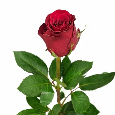 Rudá růže RED BENTLEY