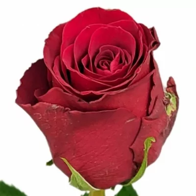 Rudá růže RED BENTLEY 60cm (XL)