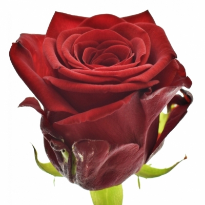 Rudá růže RED NAOMI! 55cm (L)