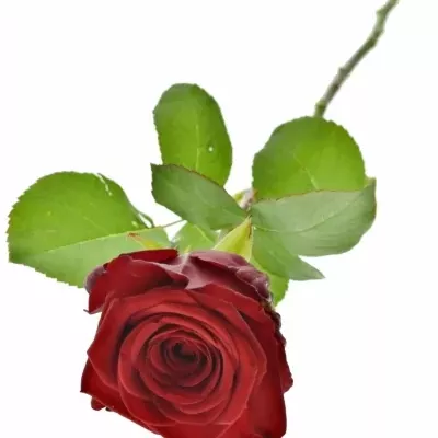 Červená ruža RED NAOMI!