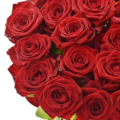 Rudá růže RED NAOMI!