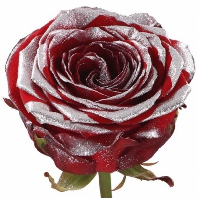 Červená ruža RED NAOMI! GLITTER LOVE 70cm (L)