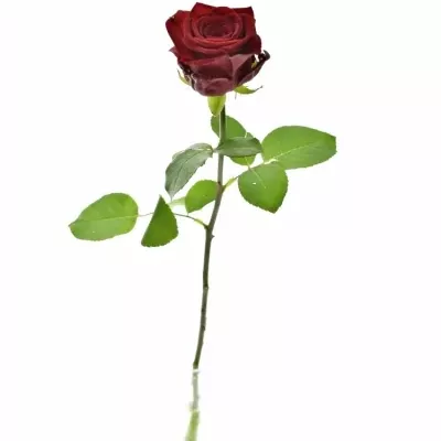 Červená ruža RED NAOMI!