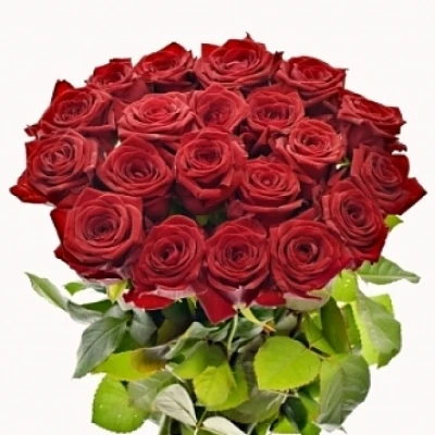 Rudá růže RED NAOMI!