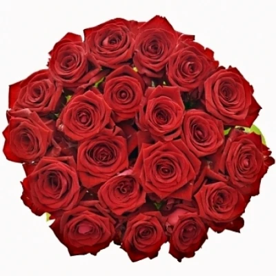 Rudá růže RED NAOMI!