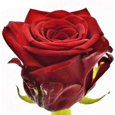 Rudá růže RED NAOMI! 70cm (XXL) SUPRA