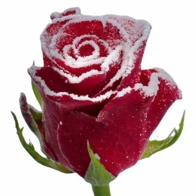 Rudá růže RED TACAZZI FROST 60cm (M)