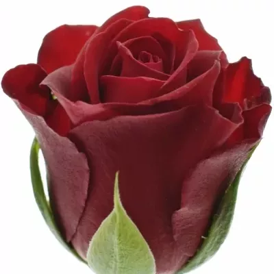 Rudá růže RED TIFFANY 40cm (M)