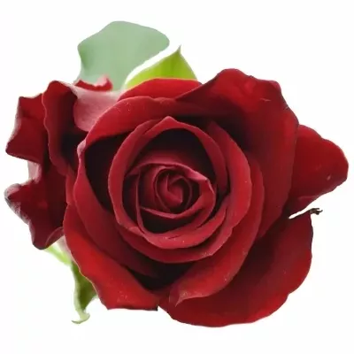 Rudá růže RED TIFFANY