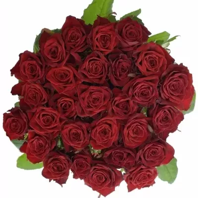 Červená ruža Testarossa