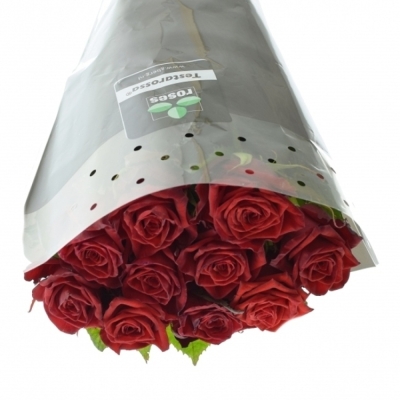 Rudá růže TESTAROSSA 80cm