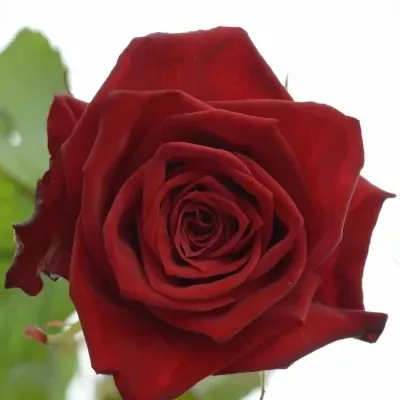 Červená ruža Testarossa