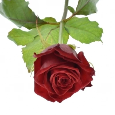 Rudá růže TESTAROSSA 80cm