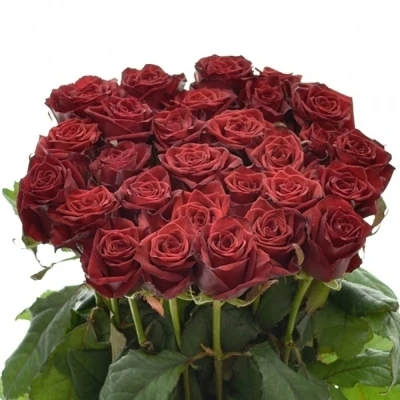 Rudá růže TESTAROSSA 80cm